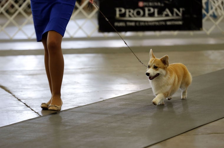 Photo gallery Tulsa Dog Show brings bark to Tulsa Tulsa World Tulsa