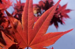 Virginia school suspends an 11-year-old for one year over a leaf that wasn’t marijuana