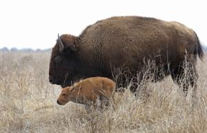 Season's first bison calf a lucky catch for wildlife photographer