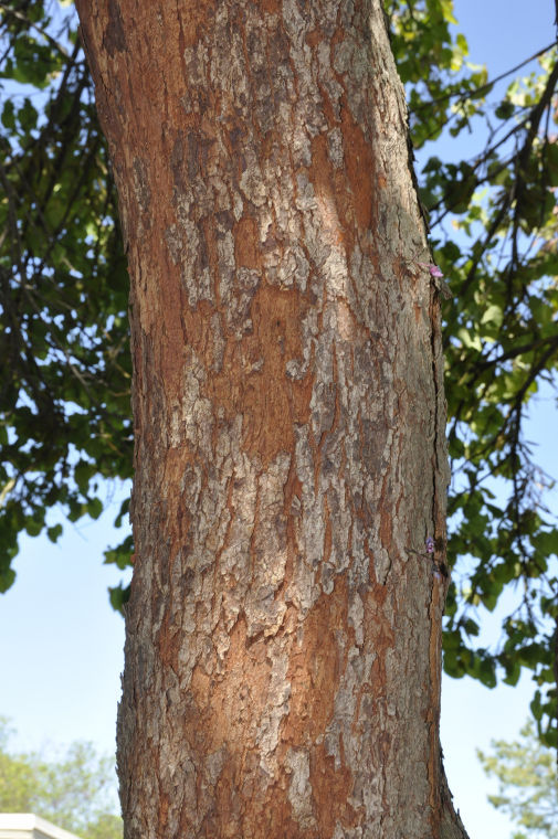 Master Gardener: What to do about redbud bark shedding, tomato leaf