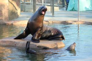 23-year-old sea lion dies at Tulsa Zoo