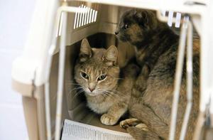 Mayor announces Saving the Pets of Tulsa initiative to address pet overpopulation