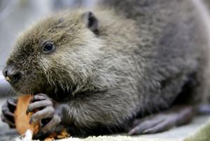 Rocky the Beaver has a new home at the Oklahoma Aquarium