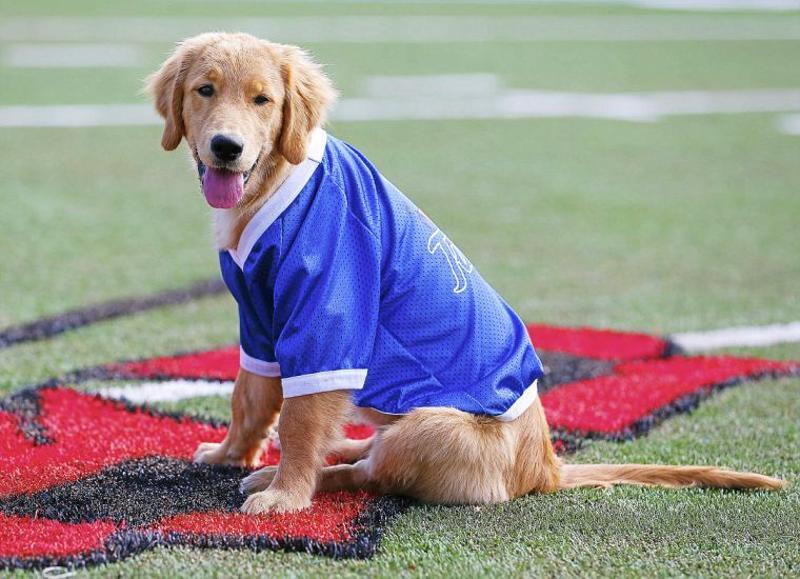 golden retriever football tu sports goldie the golden retriever is tulsa s ambassador golden retriever football tu sports goldie the golden retriever is tulsa s ambassador
