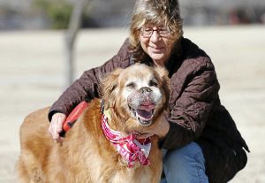 golden retriever brain tumor cancer stricken golden retriever garners more friends donations tulsa golden retriever brain tumor cancer stricken golden retriever garners more friends donations tulsa
