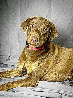 Tulsa Area Rescue Dogs Tulsa Area Rescue Dogs