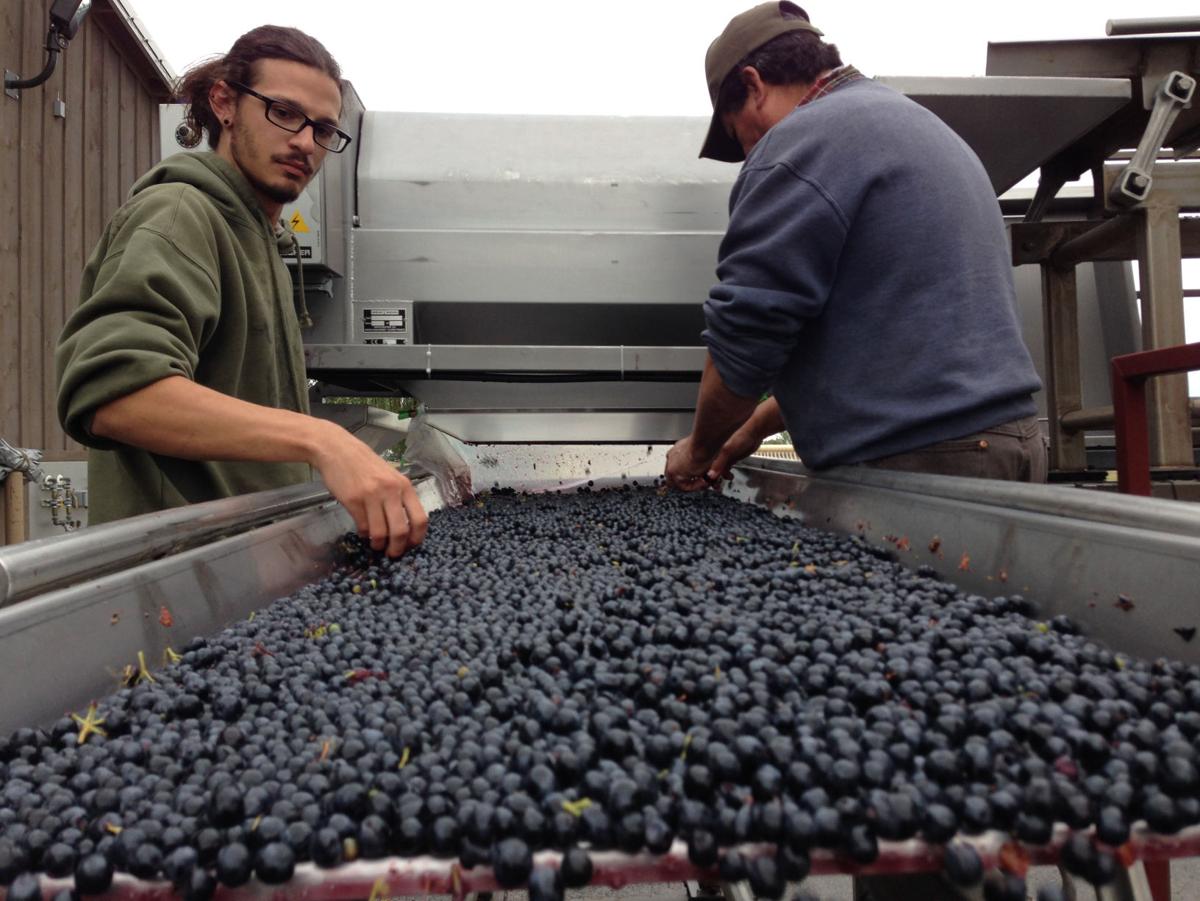 Grapevine Reininger Winery Cabernet harvest