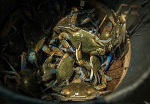 US-NEWS-ENV-CHESAPEAKE-CRABS-FILEPIC-BZ