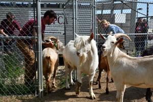 Animal welfare groups seek Ayotte veto of livestock cruelty bill