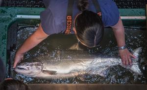 US-NEWS-ENV-CONGRESS-SALMON-RECOVERY-FILEPIC-SE