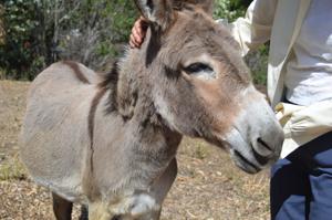 Animal that was model for Donkey in 'Shrek’ is ailing. Fans stepped in.
