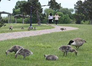 In Portsmouth, loose goose are a nuisance