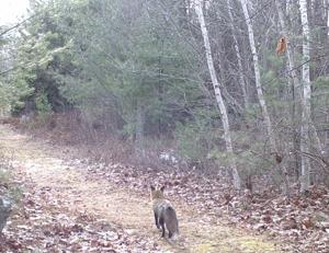 Cheryl Kimball's Nature Talks: Watching the fox and heeding the dachsund