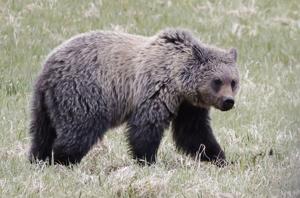 US-NEWS-ENV-TRUMP-ENDANGERED-SPECIES-FILEPIC-GET