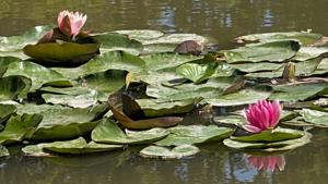 Water lilies