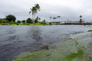 A young green sea turtle fills up on grass as ocean waters started to raise due to the approach of Tropical Storm Lala at Reed's Bay in Hilo, Hawaii on August 14, 2026. A strengthening tropical storm named Lala is set to hit Hawaii's Big Island with 