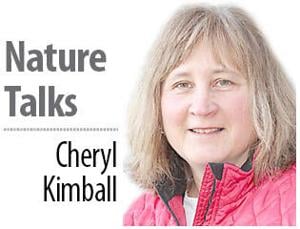 Cheryl Kimball's Nature Talks: Not much seems common about the common tern