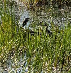 Heron