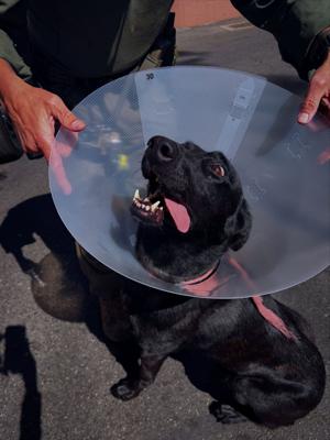US-NEWS-CALIF-POLICE-DOG-BITTEN-FILEPIC-1-MCT