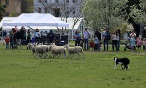 Springfest at Strawbery Banke in Portsmouth