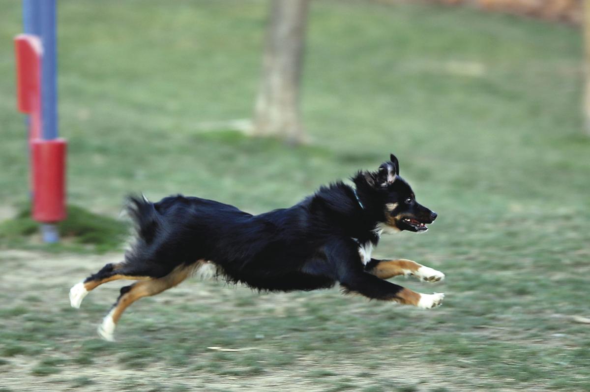 puppy city winchester city park a thrill for dogs and humans winchester winchesterstar puppy city winchester city park a thrill for dogs and humans winchester winchesterstar