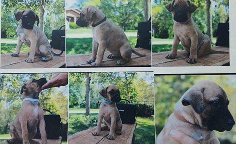 Search for Surviving Stolen Newark Puppies Continues - WspyNews (press release) (registration)