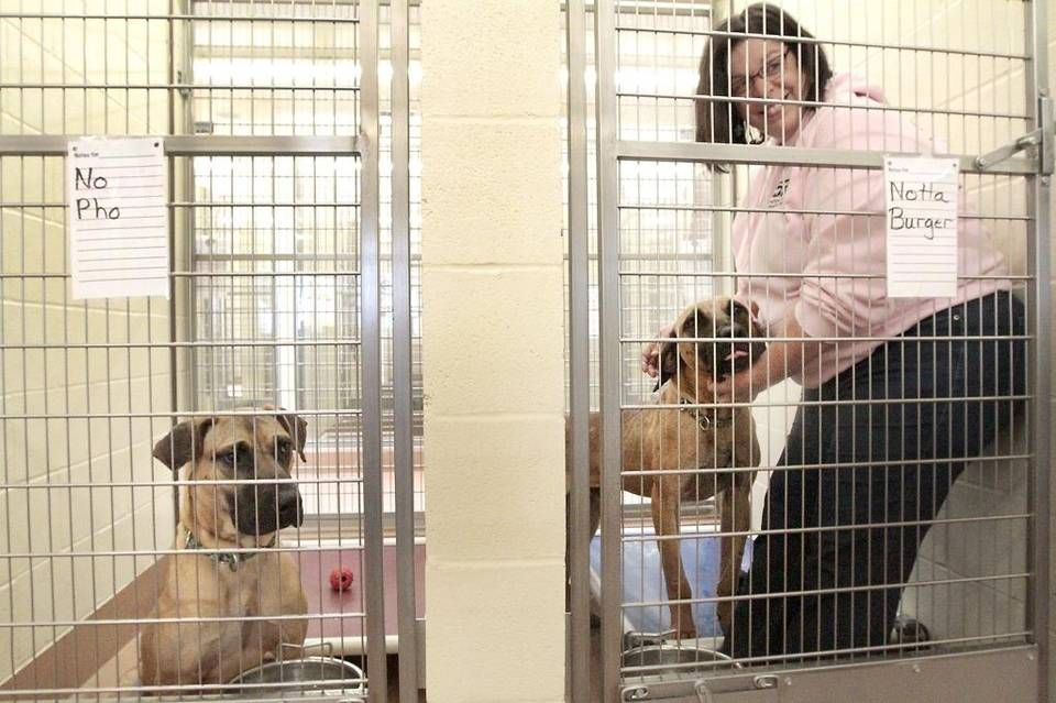 Dogs saved from meat farm arrive in TriCities for adoption State