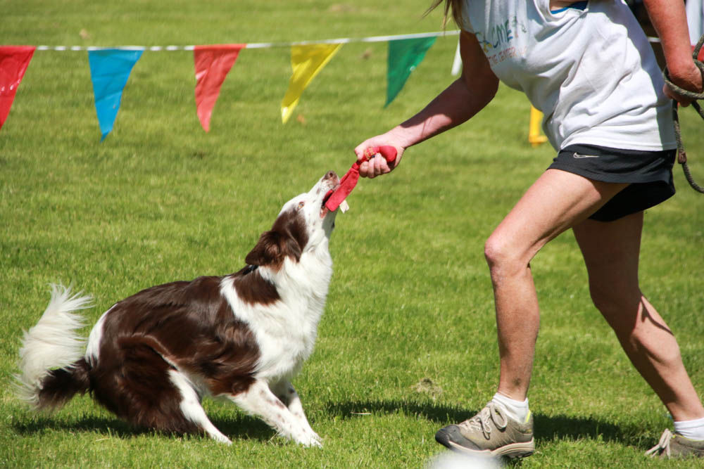 Let the dogs out for the Yakima Humane Society's annual See Spot Run event on April 23 Local
