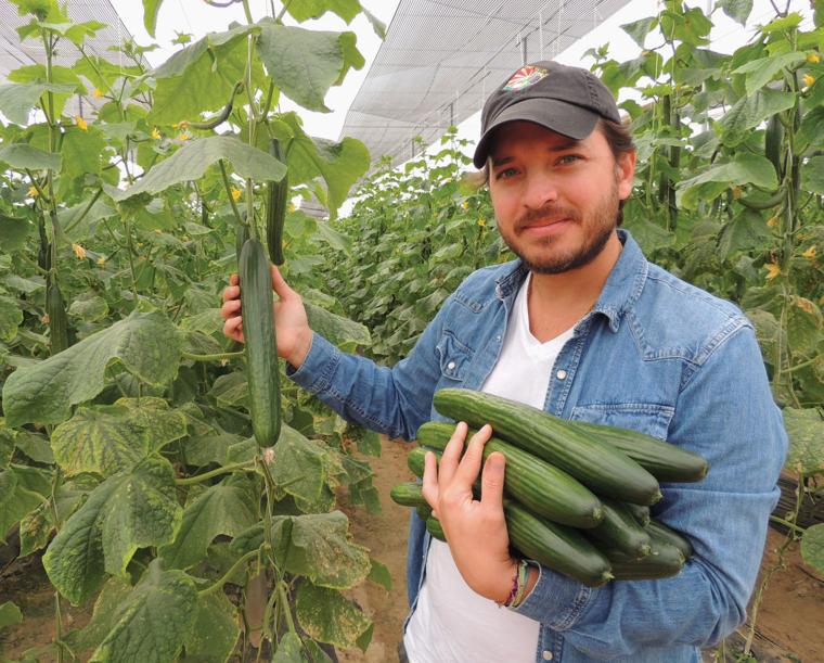 Displaying cucumbers