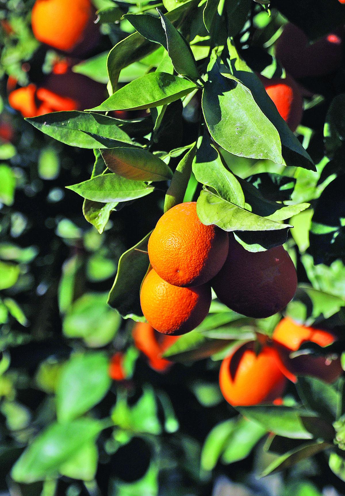 Arizona expands citrus quarantine against bug News