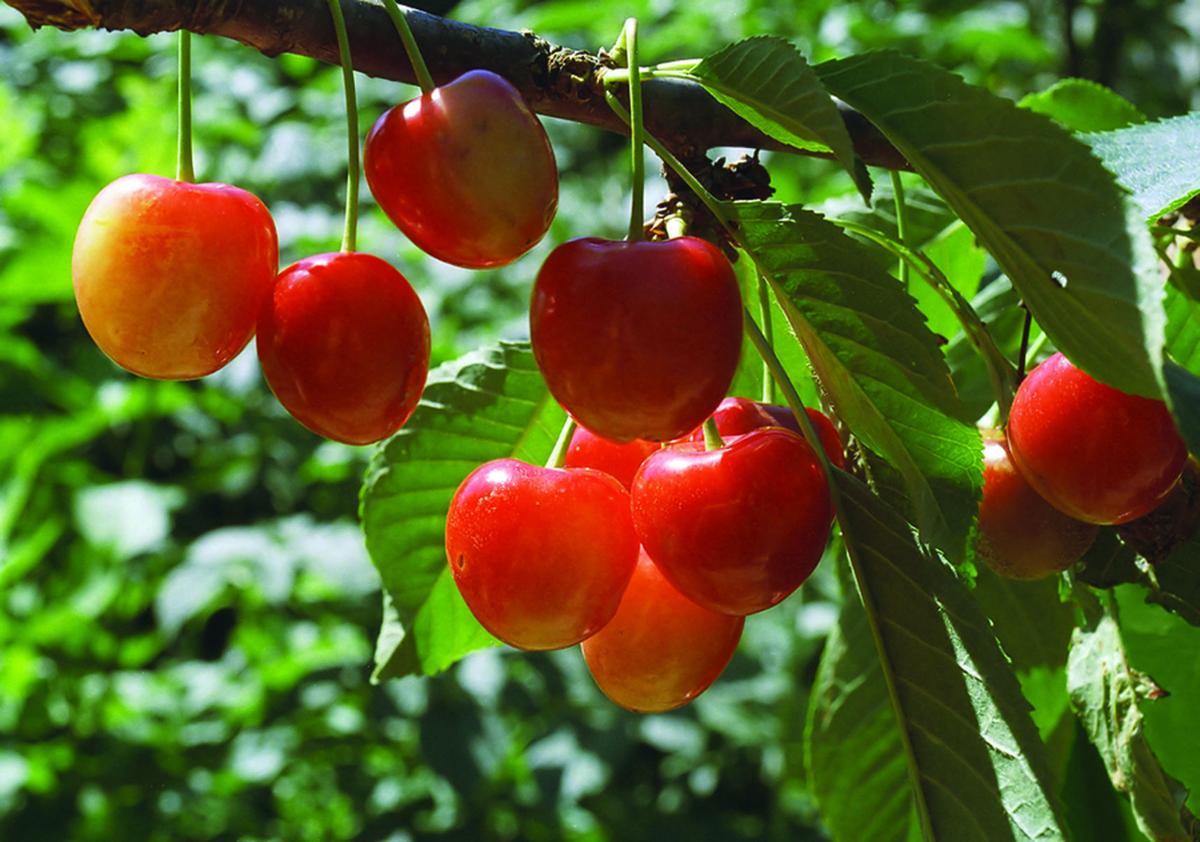 Desert Gardener Cherries ripe and ready Features