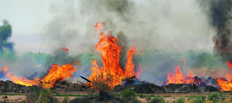 Burning trees
