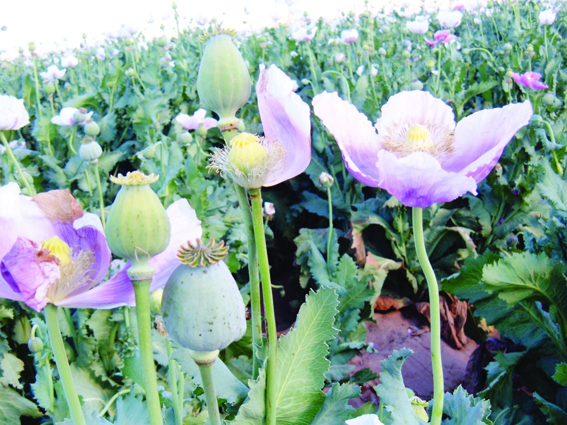 Crop of the week Dried flowers Business