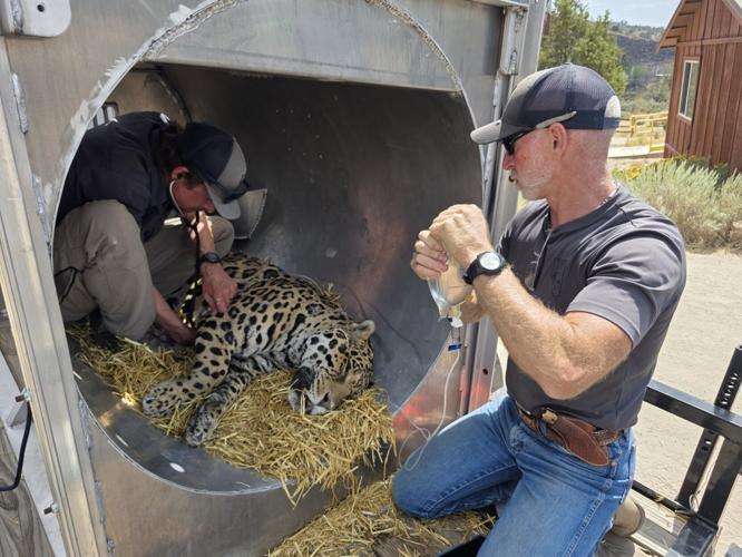 NDOW assists with Animal Ark evacuation during wildfires