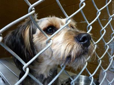 dog adoption, generic