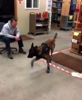 K-9 Puts On Snow Boots