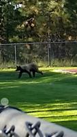 NDOW to Set New Trap to Capture Cub