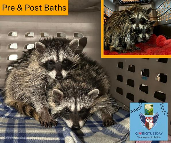 two baby raccoons rescued