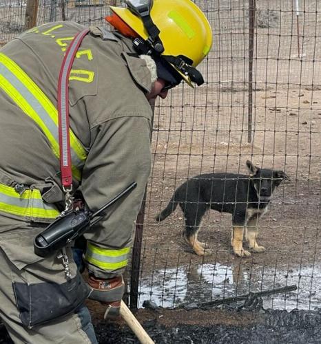 Doghouse fire