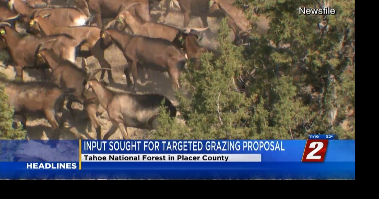 Input for Targeted Grazing Proposal | News | 2news.com