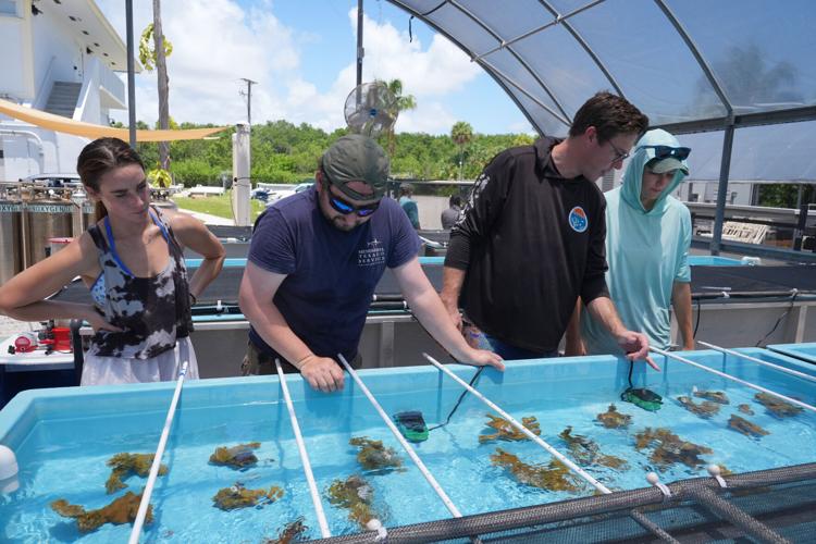 Climate Coral Rescue