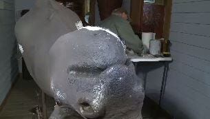 Wilbur D. May Museum Animal Trophies Undergo Restoration Work