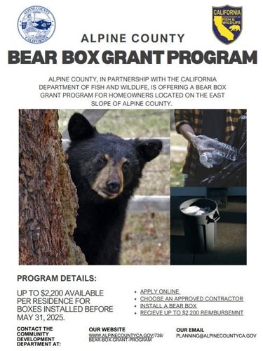Bear Box Flyer