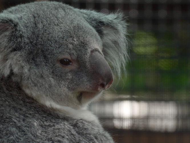 Koala Family