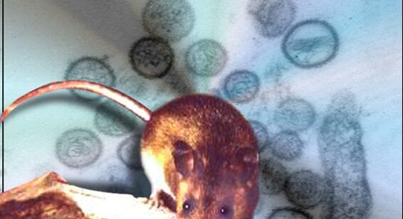 Hantavirus Confirmed in Washoe County