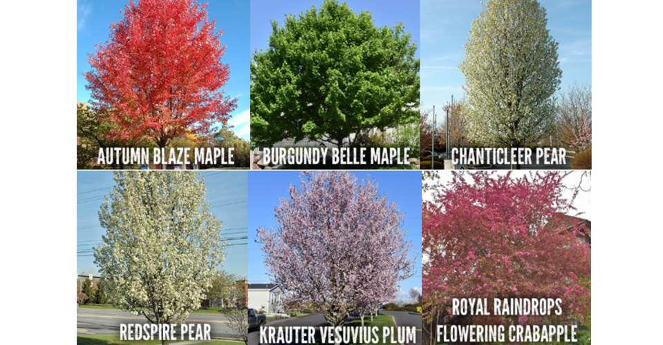 TreeMendous Sparks Trees