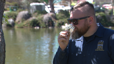 Matt Basile: Reno's urban forester, cutting down on the city's stinkiest trees