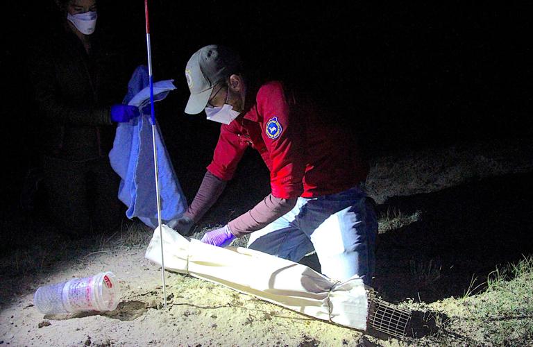 Ferret Reintroduction Population Collapse
