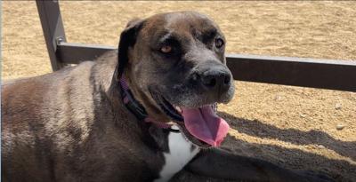 Pet Of The Week: Mocha