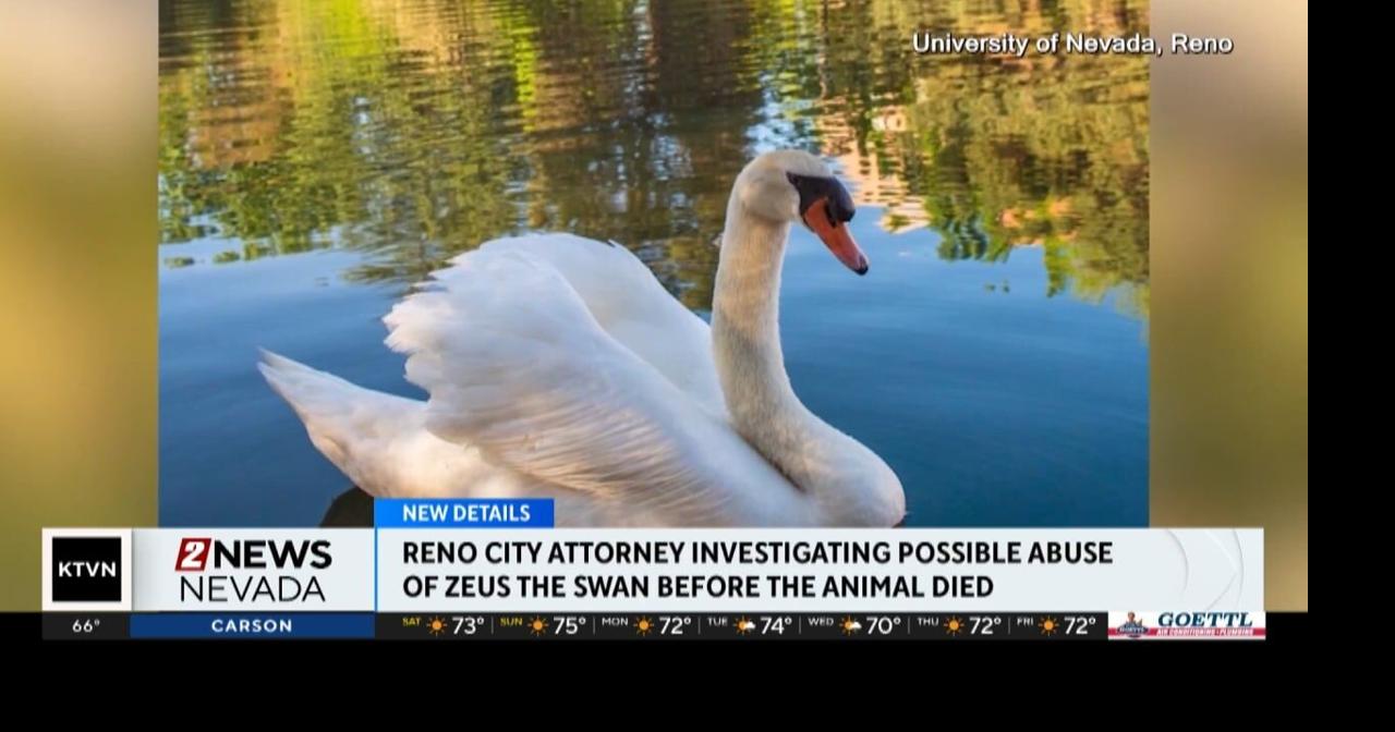 Authorities to investigate whether UNR swan abused days before death ...